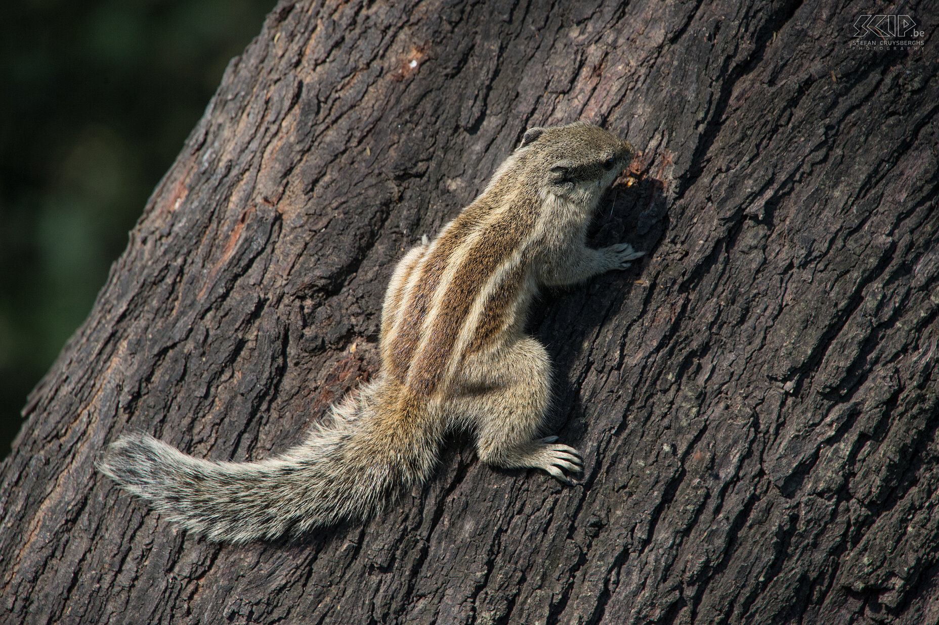 Keoladeo - Indische palmeekhoorn (Three-striped palm squirrel/Funambulus palmarum) Stefan Cruysberghs